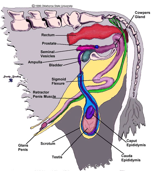 Ampulla Male Reproductive System